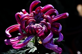 秋菊