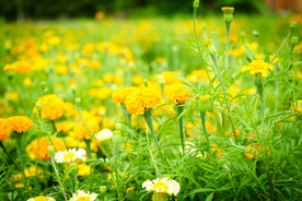 秋菊