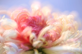 秋菊