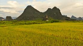 峰林稻谷