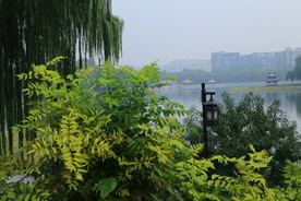 凌霄枝叶