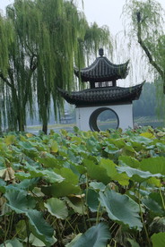 荷塘风景