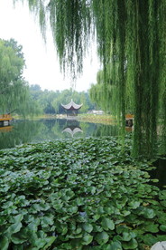 荷塘风景