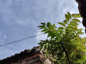 透过树叶看天空