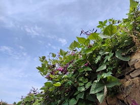 豆角天空