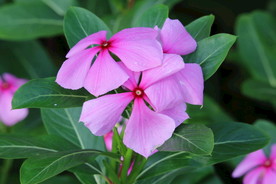 长春花