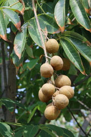 七叶树果