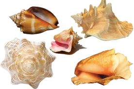 海螺png免扣高清素材