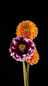 花朵菊花