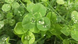 四叶草 幸运草