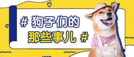 宠物公众号