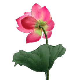 荷花元素