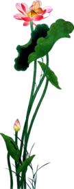 荷花元素