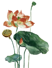荷花元素