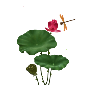 荷花元素