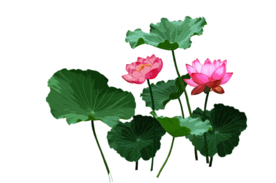 荷花元素