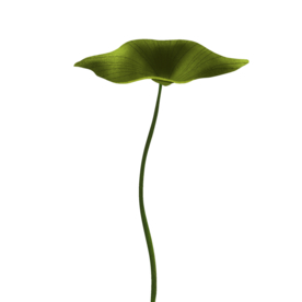 荷花元素