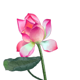 荷花元素