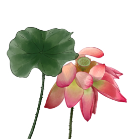 荷花元素