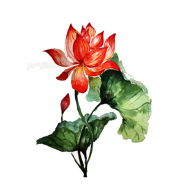 荷花元素