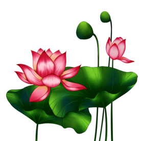 荷花元素