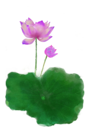 荷花元素