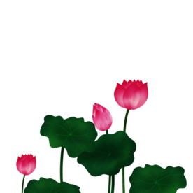 荷花元素