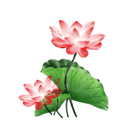 荷花元素