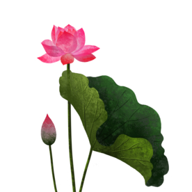 荷花元素