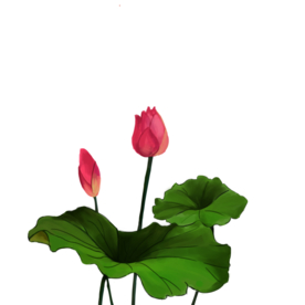 荷花元素
