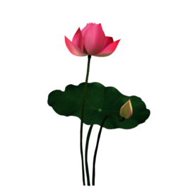 荷花元素
