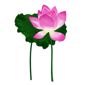 荷花元素