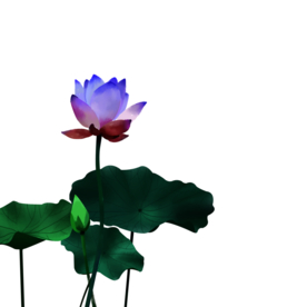 荷花元素