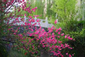花红柳绿