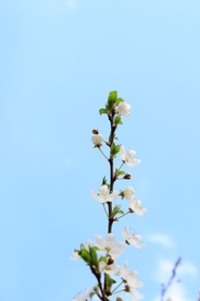 花蕾