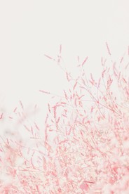 粉红小花