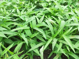 竹叶菜