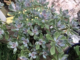 多肉植物 多