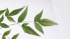 雨滴树叶背景壁纸
