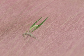 粉黛乱子草