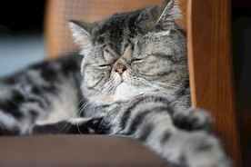 异国短毛猫