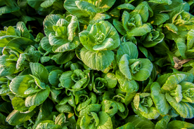 绿油油的青菜