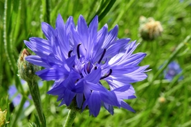 矢车菊