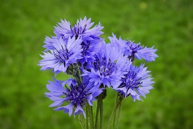 矢车菊