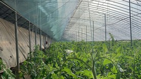 种植园