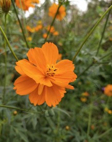 黄波斯菊