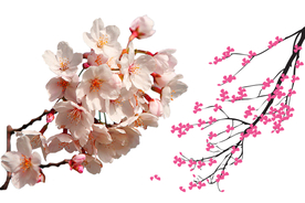 樱花png免扣高清素材
