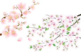 樱花png免扣高清素材