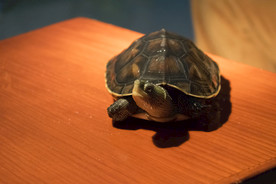 草龟