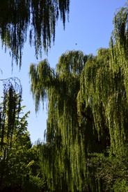 垂柳风景